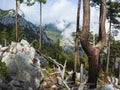 Bifurcated tree or tree fork of unusual shape in coniferous forest in mountains of Mediterranean region of Turkey Royalty Free Stock Photo