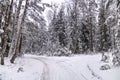 Bifurcation of road in the winter forest