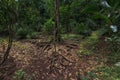 Bifurcation tree & its roots