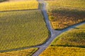 Bifurcation in the vineyard at fall season Royalty Free Stock Photo