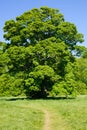 Big Acer tree on a sunny day Royalty Free Stock Photo