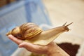 Big achatina snail sits on the hand