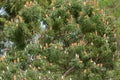 Big Acorn Banksia tree full of inflorescence flower spikes in So