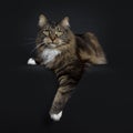 Big adult black tabby Maine Coon cat Royalty Free Stock Photo