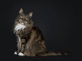 Big adult black tabby Maine Coon cat Royalty Free Stock Photo