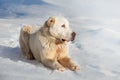 Big adult dog of the Alabai breed on a walk, sunny winter day Royalty Free Stock Photo