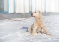 Big adult dog of the Alabai breed on a walk, sunny winter day Royalty Free Stock Photo