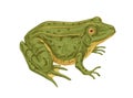Big adult frog. Realistic green toad with bulging eyes. Amphibian aquatic animal drawn in detailed vintage style