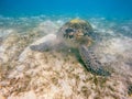 Big Adult green sea turtle Chelonia mydas Royalty Free Stock Photo