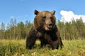 Big adult male browm bear at close, wide angle view Royalty Free Stock Photo