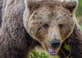 Big Adult Male of Brown bear. Front view, close up. Scientific name: Ursus arctos. Summer forest. Natural habitat