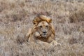 Big adult male lion in savannah dry grass watching Royalty Free Stock Photo