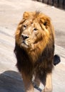 Big adult male lion walking around Royalty Free Stock Photo