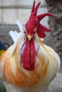 Big adult red head white rooster Cockerel is isolated, portrait of domestic animal, pet close up live stock Royalty Free Stock Photo