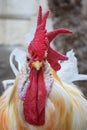 Big adult red head white rooster Cockerel is isolated, portrait of domestic animal, pet close up live stock Royalty Free Stock Photo