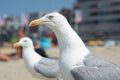 Big adult seagull is looking for food from tourists on the beach Royalty Free Stock Photo