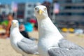 Big adult seagull is looking for food from tourists on the beach Royalty Free Stock Photo