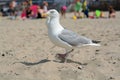 Big adult seagull is looking for food from tourists on the beach Royalty Free Stock Photo