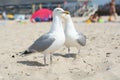 Big adult seagull is looking for food from tourists on the beach Royalty Free Stock Photo