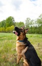 A big adult shepherd dog sits in the frame, tongue sticking out Royalty Free Stock Photo