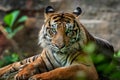 Big adult sumatran tiger with sharp eyes