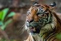 Big adult sumatran tiger with sharp eyes