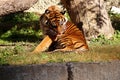 Big adult tiger walking on a spring day in the Warsaw zoo, in Poland