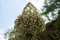 This big Aeonium is endemic on the canary islands