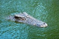 Big african alligator crocodile in the green water closeup Royalty Free Stock Photo