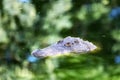 Big african alligator crocodile in the green water closeup Royalty Free Stock Photo