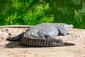 Big african alligator crocodile near water