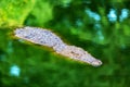 Big african alligator crocodile in the green water closeup Royalty Free Stock Photo