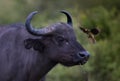 Big african buffalo with bird in Masai Mara Royalty Free Stock Photo