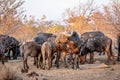 Big African buffalo in the middle of a herd Royalty Free Stock Photo