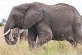 Big African bush elephant (Loxodonta africana) grazing in the savannah in Tarangire National Park Royalty Free Stock Photo