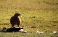 Big african eagle Royalty Free Stock Photo