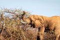 Big african elephant bull are eating from acacia tree Royalty Free Stock Photo