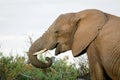 Big african elephant bull are eating from acacia tree Royalty Free Stock Photo