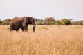 Big African elephant  in grass field of Serengeti Savanna - African Tanzania Safari trip Royalty Free Stock Photo