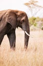 Big African elephant  in grass field of Serengeti Savanna - African Tanzania Safari trip Royalty Free Stock Photo