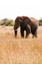 Big African elephant  in grass field of Serengeti Savanna - African Tanzania Safari trip Royalty Free Stock Photo