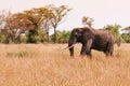 Big African elephant  in grass field of Serengeti Savanna - African Tanzania Safari trip Royalty Free Stock Photo