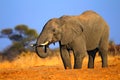 Big African Elephant, on the gravel road, with blue sky and green tree, animal in the nature habitat, Tanzania