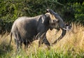 Big African elephant (Loxodonta Africana) shakes his head in anger Royalty Free Stock Photo