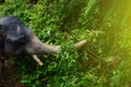 Big African elephant with tusks and trunk in rainforest, wild jungle Royalty Free Stock Photo