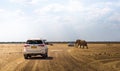 Big african elephant walks across a gravel road in Etosha National Park, Namibia