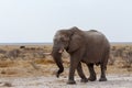 Big african elephants on Etosha national park Royalty Free Stock Photo