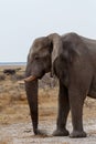 Big african elephants on Etosha national park Royalty Free Stock Photo