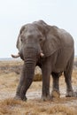 Big african elephants on Etosha national park Royalty Free Stock Photo