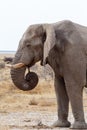 Big african elephants on Etosha national park Royalty Free Stock Photo